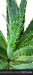 Picture of aloe vera leaves detailed.