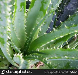Picture of aloe vera leaves detailed.