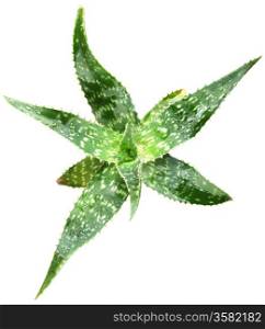 picture of aloe vera leaves detailed.