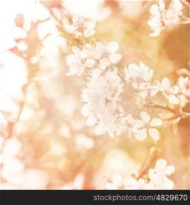Picture of beautiful apple tree blossom, abstract natural background, grunge orange photo, fine art, spring season, little white flowers on tree branch, dreamy image, fresh floral twi