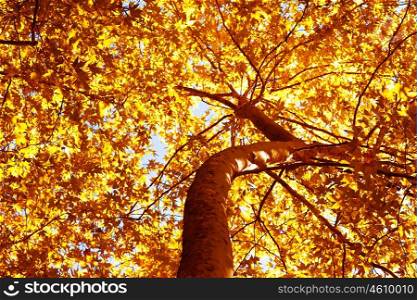 Picture of beautiful autumn tree, dry yellow foliage on old tree trunk, abstract golden leaves background, huge tree in fall forest in sunny day, autumn cycle, seasonal nature, leaf wallpaper &#xA;&#xA;