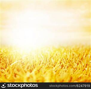 Picture of beautiful golden wheat field with bright sun shine, abstract autumn natural background, agriculture landscape, rye meadow with vibrant morning sun light, grain harvest season