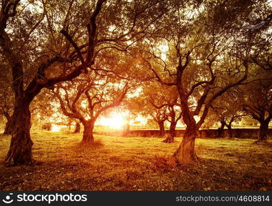 Picture of beautiful orange sunset in olive trees garden, agricultural landscape, lebanese farmland, vegetable produce industry, seasonal nature, fruit cultivation, healthy nutrition concept