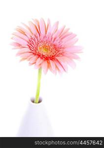 Picture of beautiful pink gerbera flower in vase isolated on white background, cute present for mothers day, romantic gift for Valentine day, home decor, spring season, beauty concept