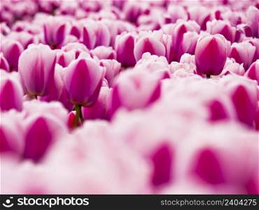 Picture of beautiful pink tulips on shallow deep of field