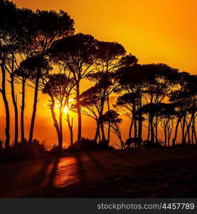 Picture of beautiful trees on sunset, forest over orange sundown, silhouette of tree on morning sunrise, warm autumn weather, dramatic dusk, peaceful nature, bright sun shine in the evening in woods