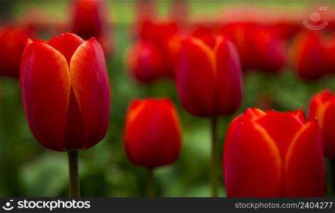 Picture of beautiful tulips on shallow deep of field