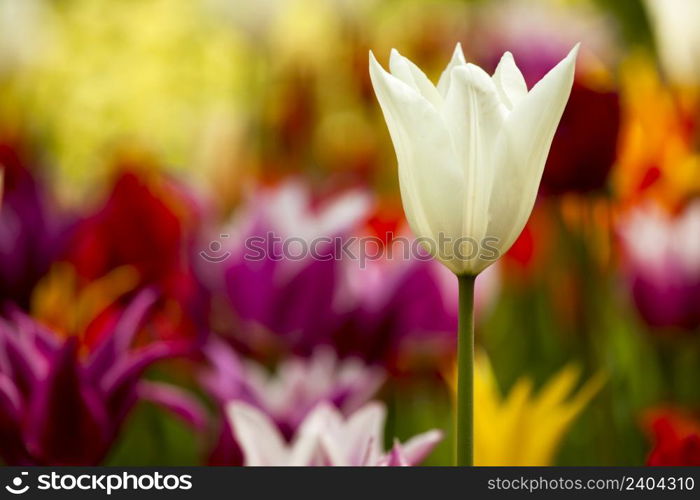 Picture of beautiful tulips on shallow deep of field