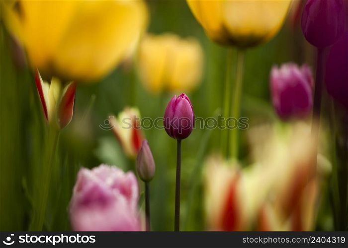 Picture of beautiful tulips on shallow deep of field