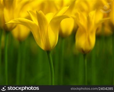 Picture of beautiful yellow tulips on shallow deep of field