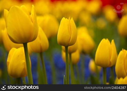 Picture of beautiful yellow tulips on shallow deep of field