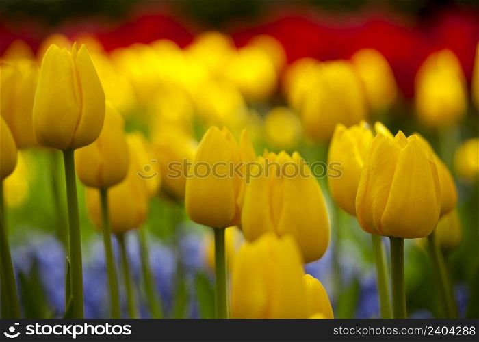 Picture of beautiful yellow tulips on shallow deep of field