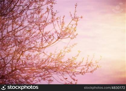 Picture of cherry blossom over pink sunset, blooming fruit tree, natural border, spring season, fresh apple flowers on the twig in the morning, springtime nature, warm weather, fine art