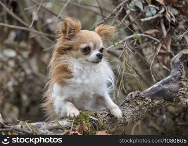 picture of chihuahua dog in the nature, in autumn