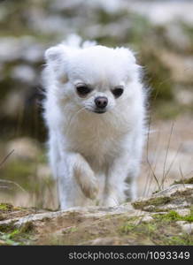 picture of chihuahua dog in the nature, in autumn