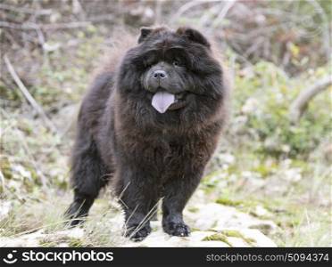 picture of chow chow dog in the nature, in autumn