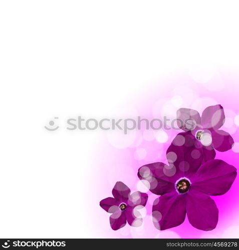 picture of color flowers against white background