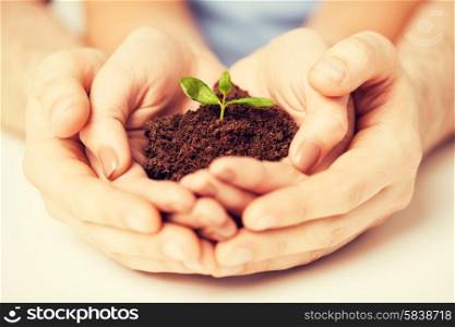 picture of couple hands with green sprout and ground