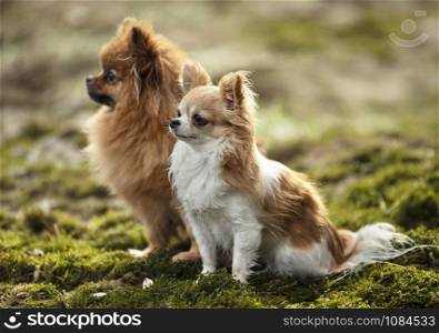picture of dogs in the nature, in autumn