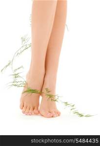 picture of female legs with green plant over white