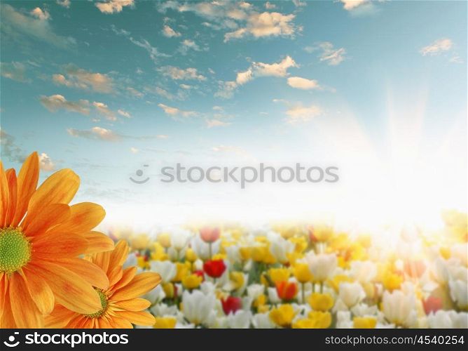 picture of fields full of colour flowers