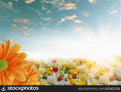 picture of fields full of colour flowers