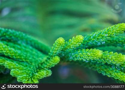 Picture of fresh green leaves and water droplets on the leaves. Focus on the leaves