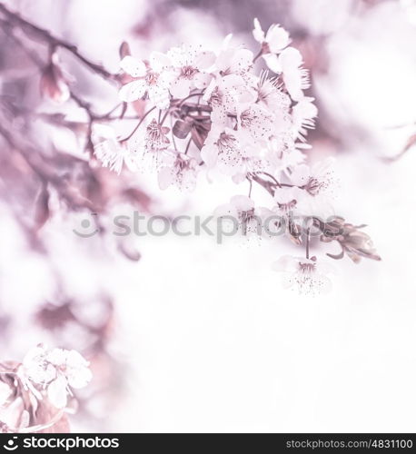 Picture of gentle white cherry flowers on the tree in sunny day, floral border, apple blooming in the garden, springtime nature, natural wallpaper, selective focus, freshness and growth concept&#xA;