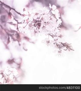Picture of gentle white cherry flowers on the tree in sunny day, floral border, apple blooming in the garden, springtime nature, natural wallpaper, selective focus, freshness and growth concept&#xA;