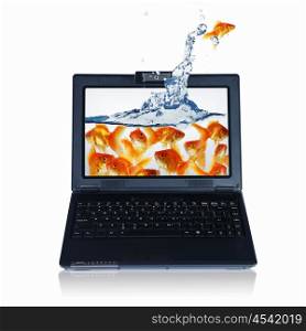 picture of gold fish and laptop computer