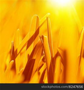 Picture of golden dry grass background, autumn nature, ripe wheat field, bright yellow sun light, abstract natural backdrop, textured wallpaper, soft focus