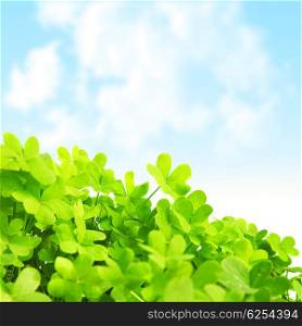 Picture of green clover field, st.Patrick&rsquo;s day background, shamrock plant over blue sky, beautiful spring nature, springtime season, floral border, trefoil - symbol of luck, irish holiday concept