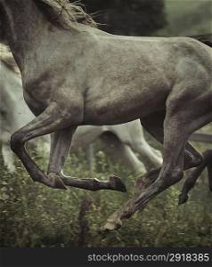 Picture of grey horse&acute;s body elements