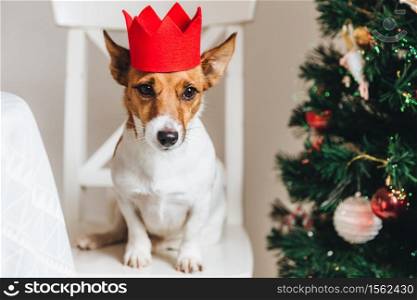 Picture of jack russell, small dog in red paper crown, sits near decorated Christmas tree, raises ears, waits for something delicious or tasty from people. Funny pet being symbol of New Year.