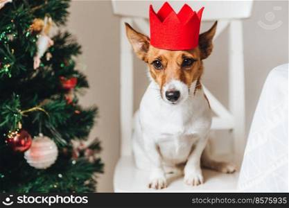 Picture of jack russell, small dog in red paper crown, sits near decorated Christmas tree, raises ears, waits for something delicious or tasty from people. Funny pet being symbol of New Year.