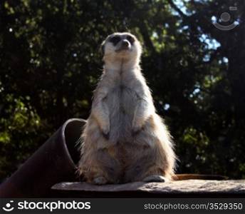 Picture of Little Fat Meerkat Leader Sitting in Captivity
