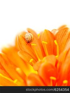 Picture of little snail crawling on crocus flower isolated on white background, floral border, copyspace, small mollusk on petals of blossom gerbera, wild nature, spring season, insect in the shell