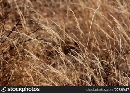 Picture of Long Winter Bushveld Grass with Seeds