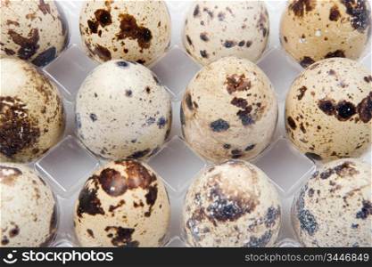 Picture of many small quail eggs in plastic box