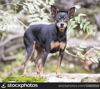 picture of miniature pinscher in the nature, in autumn