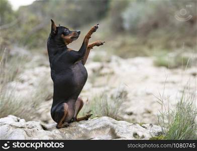 picture of miniature pinscher in the nature, in autumn