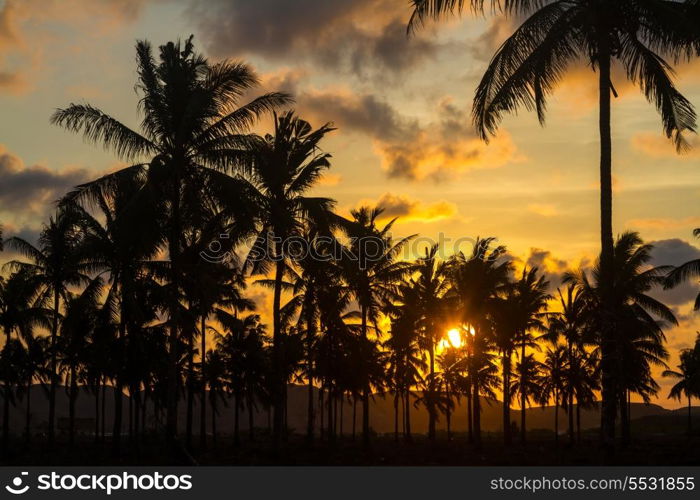 Picture of Palm Treea at Sunset Time. Indonesia.