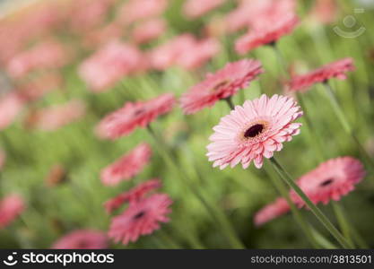 picture of pink gerbera flowers in diagonal