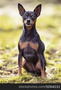 picture of pinscher in the nature, in autumn