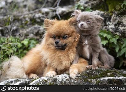 picture of pomeranian in the nature, in autumn