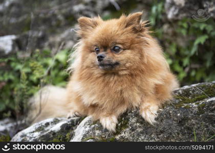 picture of pomeranian in the nature, in autumn