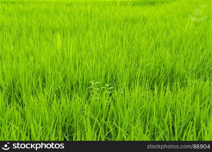 picture of rice paddy field