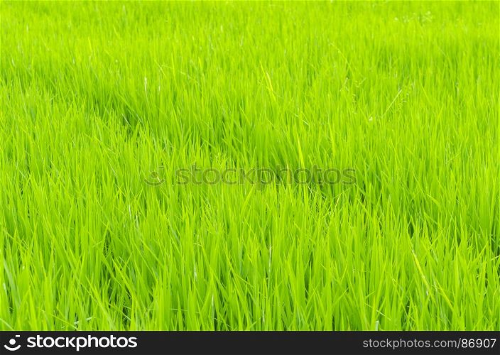 picture of rice paddy field