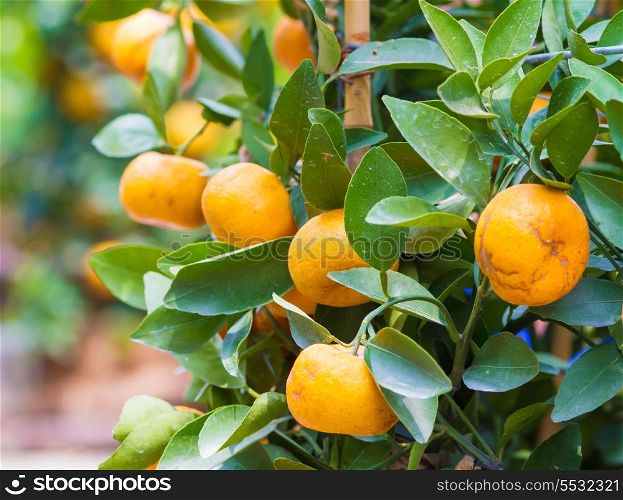 Picture of Ripe Mandarin Fruits Hanging on the Tree