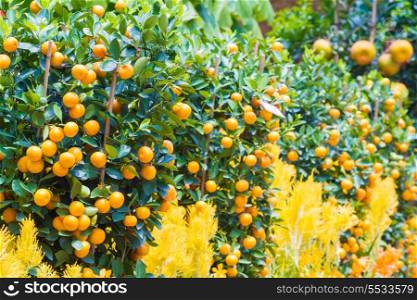 Picture of Ripe Mandarin Fruits Hanging on the Tree